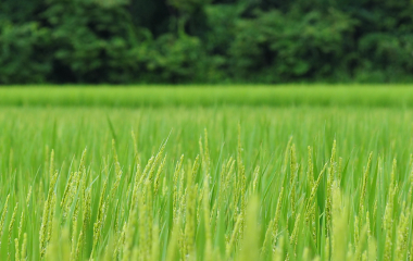 加治川地域の生育マップ